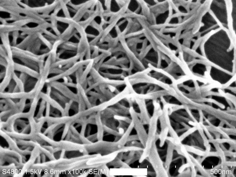 精製木材パルプ由来ナノセルロースの高分解能SEM（FE-SEM）写真