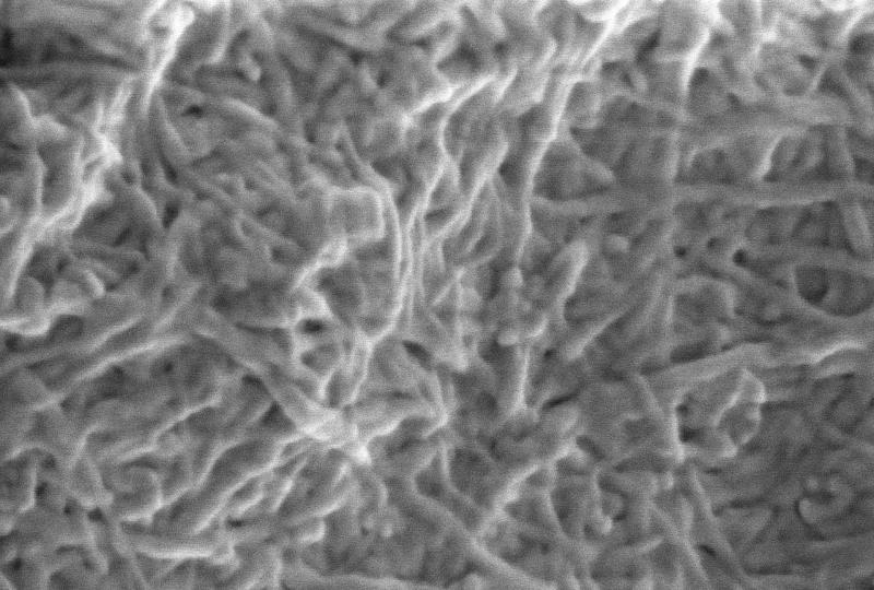 ナノセルロース強化ぽい紙表面のSEM写真