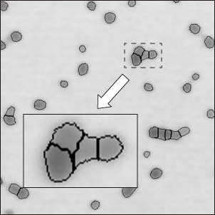 Microscope System