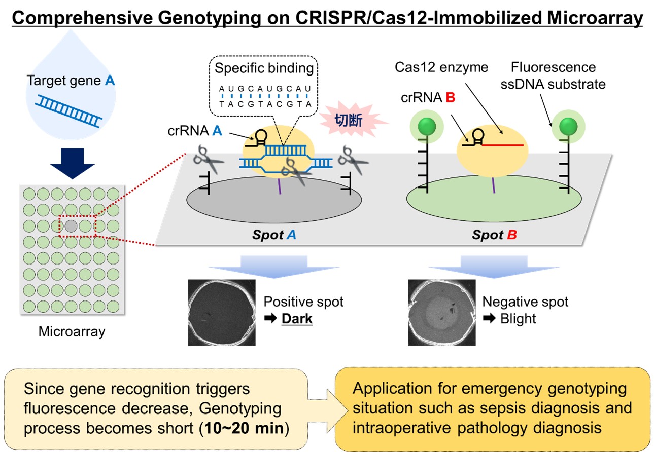 Development of a Rapid CRISPR/Cas12-Immobilized Microarray for Rapid and Comprehensive Genotyping