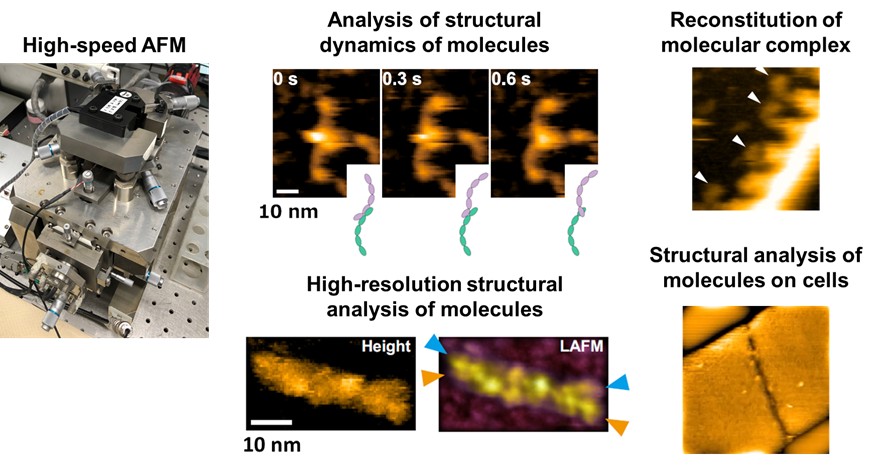 Development of High-speed Atomic Force Microscopy (High-speed AFM)-based Technology for Structural Dynamics Analysis of Biopharmaceuticals and Target Molecule
