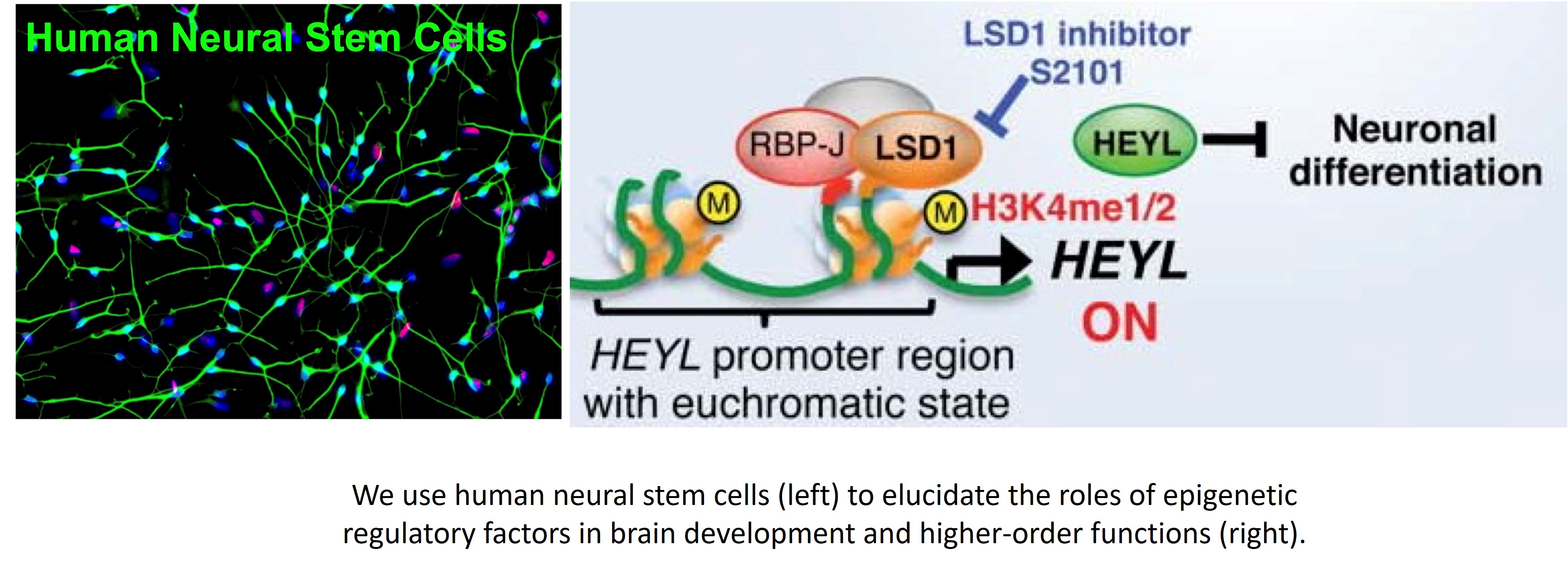 Functional analysis of epigenetic regulatory factors in the brain and their therapeutic applications.
