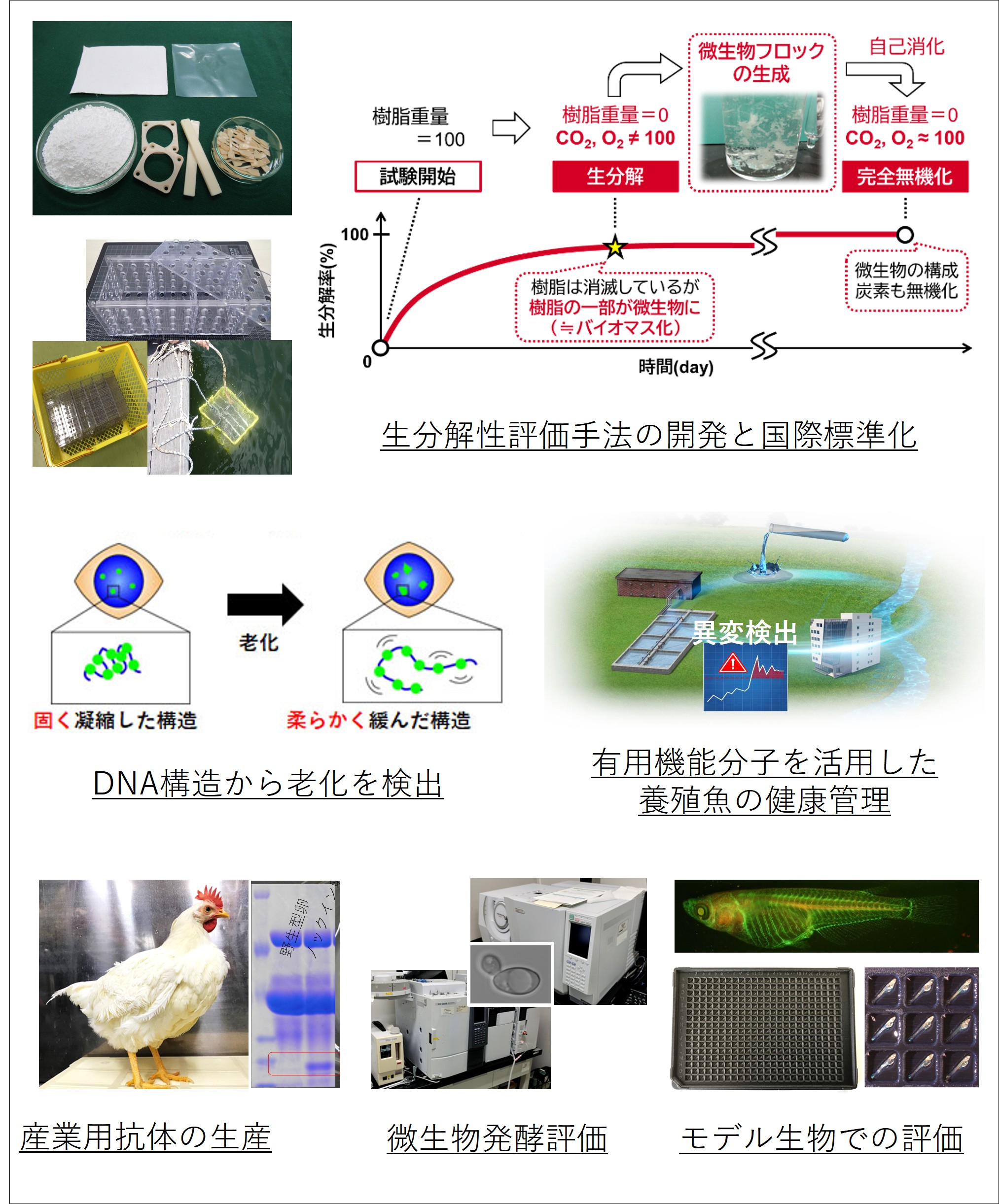 バイオ分子評価研究グループ研究紹介図