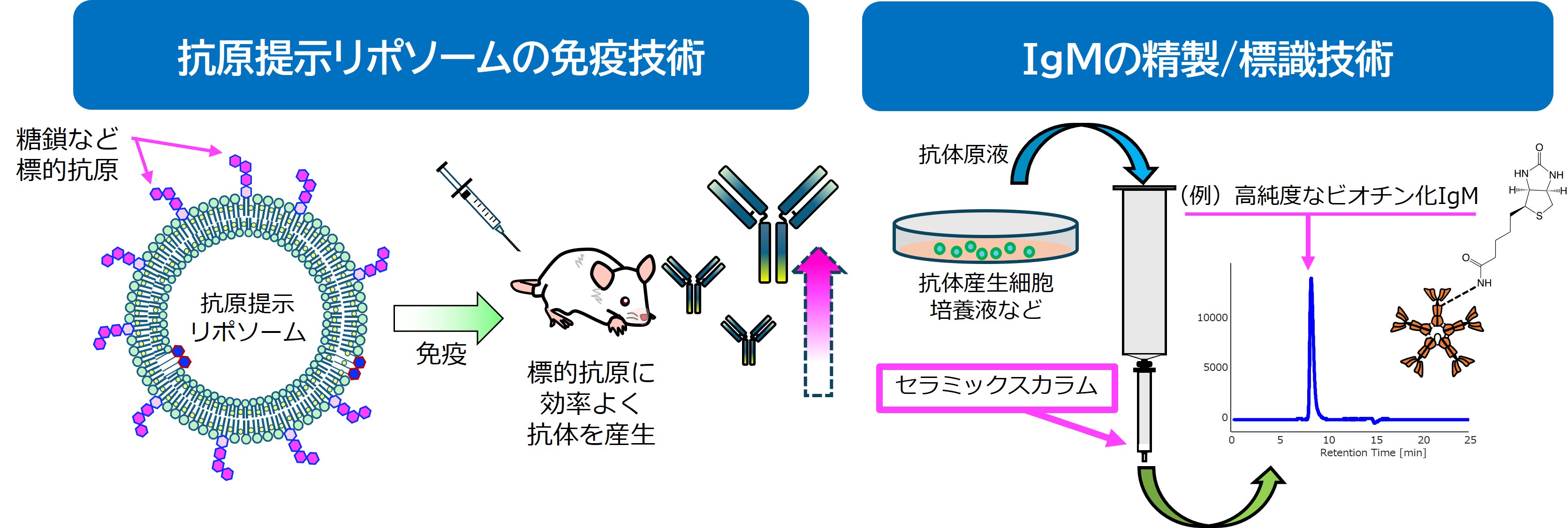 抗体誘導に適したリポソームと、実用的な抗体精製カラムの開発