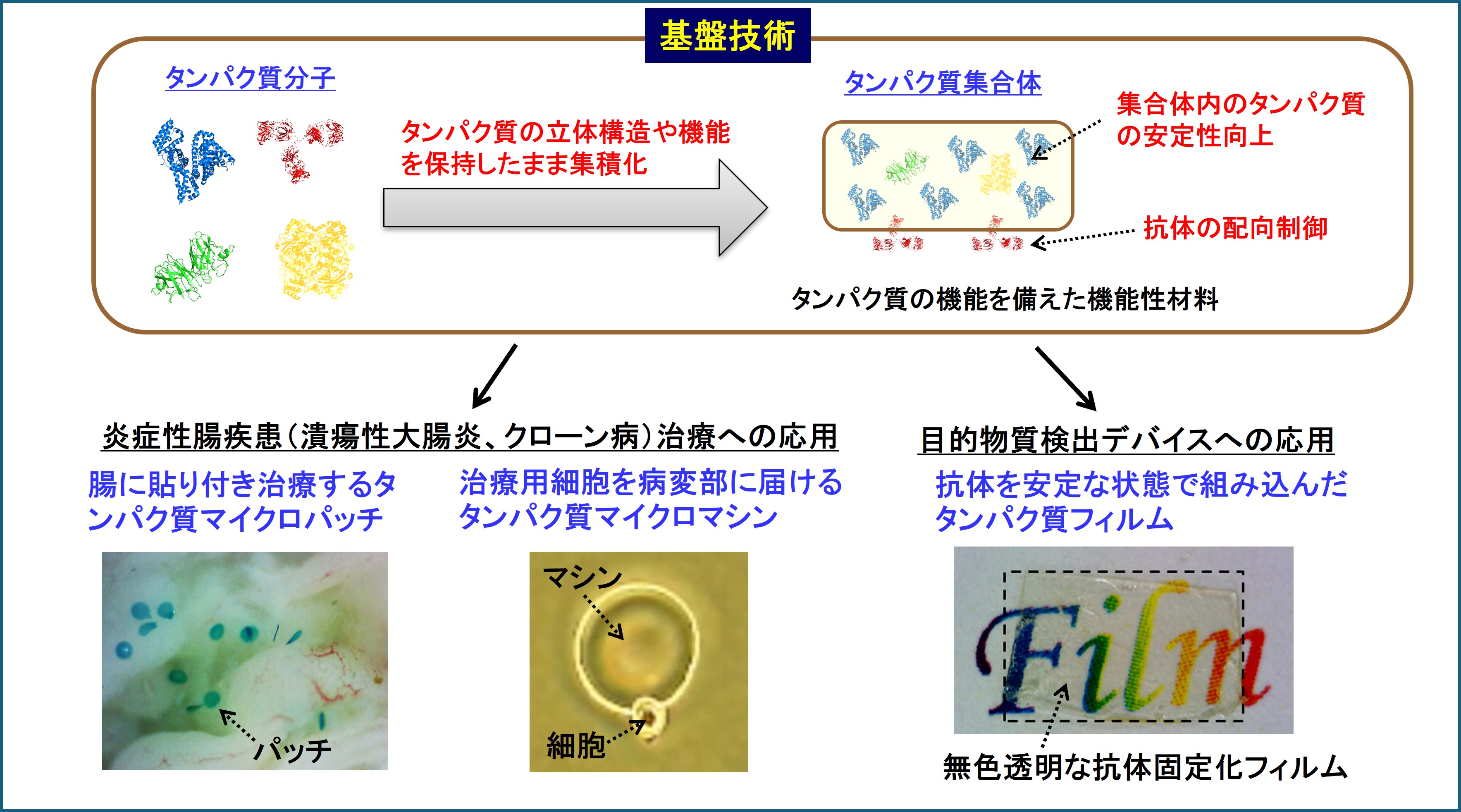 タンパク質を用いた機能性材料の創製
