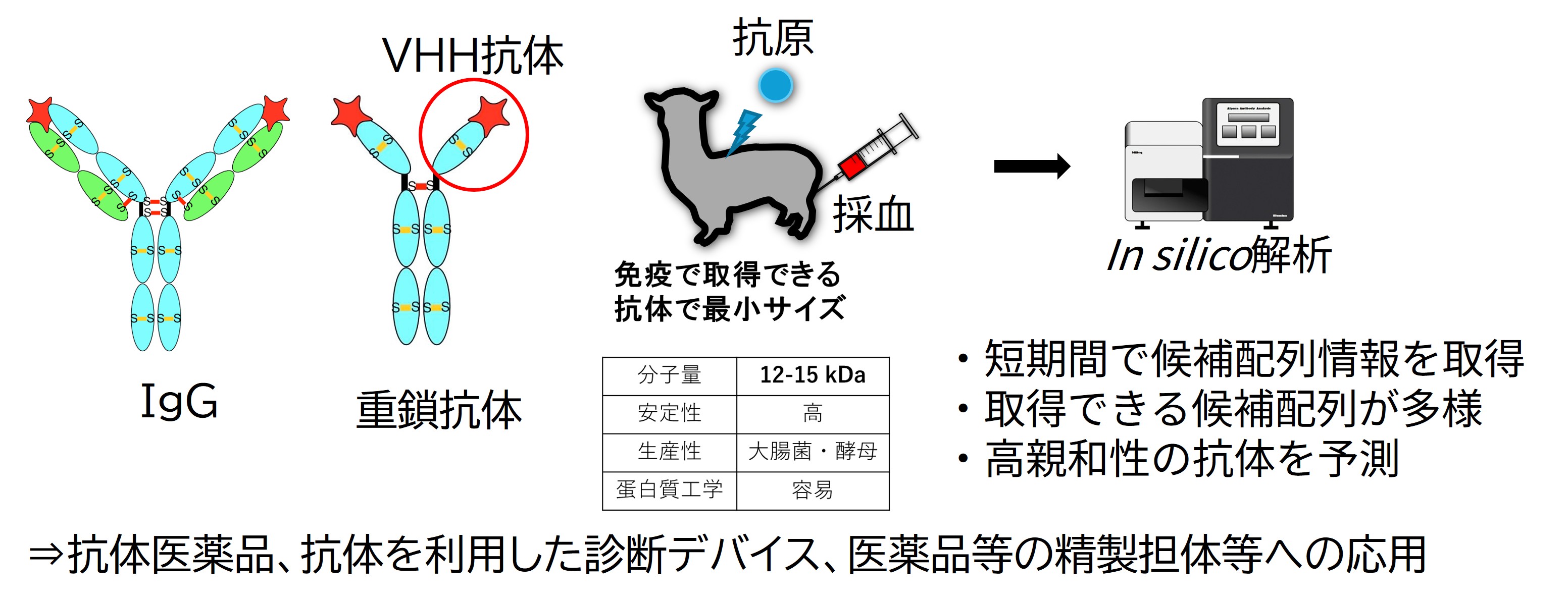 アルパカ由来シングルドメイン抗体を利用した医薬・医療材料の開発