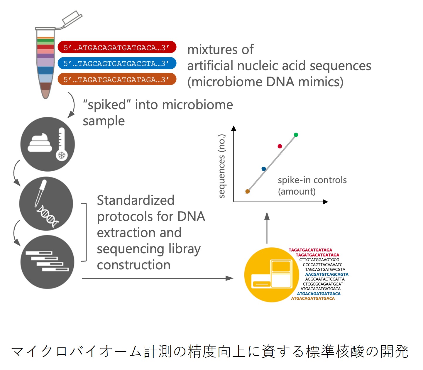 マイクロバイオーム計測の精度向上に資する標準核酸の開発