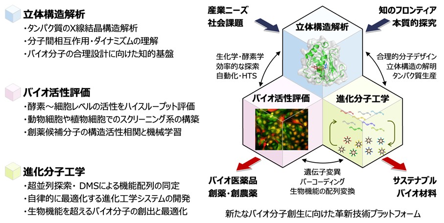 バイオ構造活性相関（BioSAR）