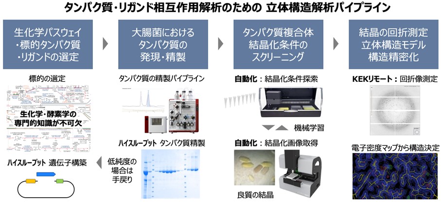 立体構造解析