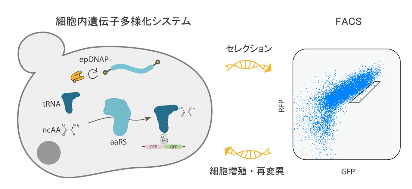 進化分子工学 