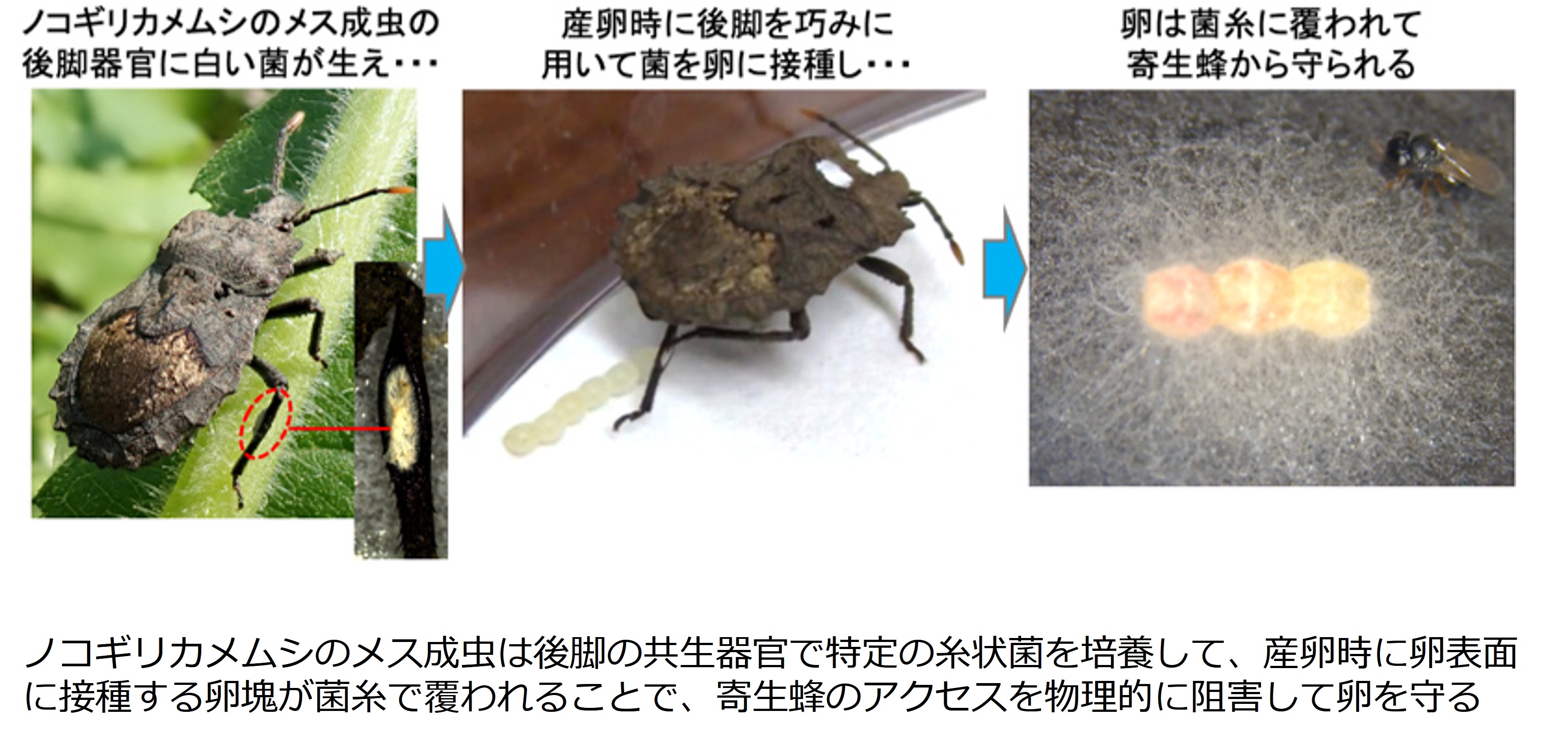 ノコギリカメムシの“耳”と思われていたのは“共生器官”だった 2025年10月17日プレスリリース図