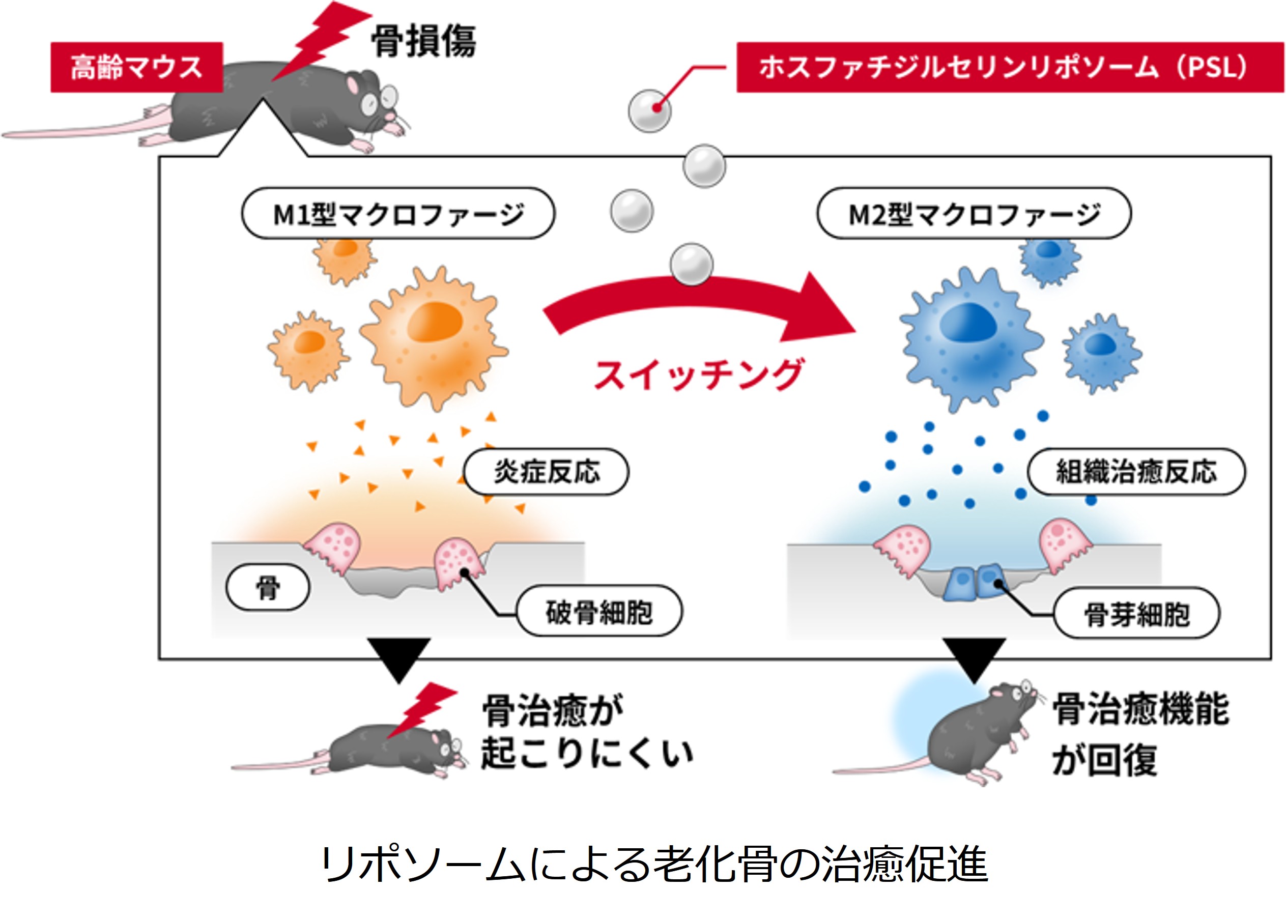 リポソームによる老化骨の治癒促進 2025年10月22日プレスリリース図