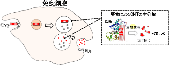 免疫細胞内でのCNT生分解の概念図