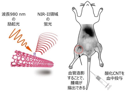 酸化カーボンナノチューブの蛍光とマウスの血管造影の概念図
