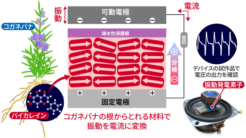 植物由来の分子で環境発電の概要図