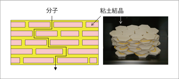 粘土膜の構造と、バイア性の発現メカニズムの図
