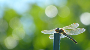 トンボの色のひみつイメージ写真