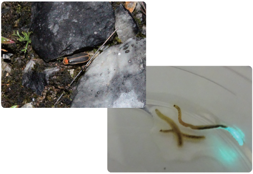 ホタルイメージ写真