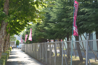 歩道沿いに並ぶピンク色の旗とフェンス越しの緑の木々が続く様子